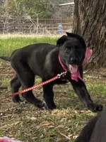 Vinni- Red Collar Girl, a female German Shepherd Dog for sale in Waco, TX – Photo 3 of 7