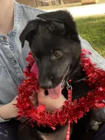 Vinni- Red Collar Girl, a female German Shepherd Dog for sale in Waco, TX – Photo 4 of 7