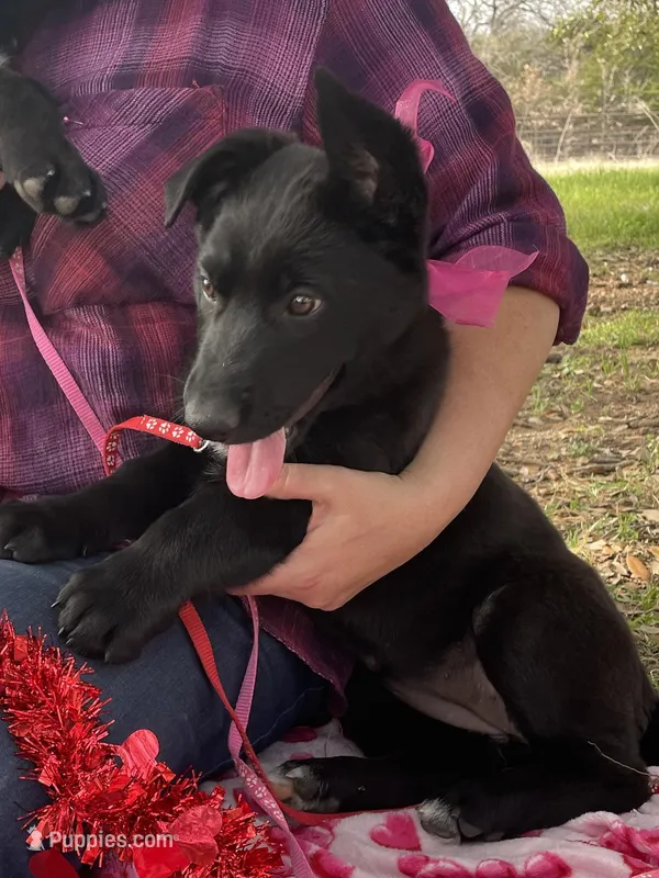 Vinni- Red Collar Girl