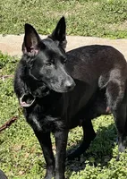 Vinni- Red Collar Girl, a female German Shepherd Dog for sale in Waco, TX – Photo 6 of 7