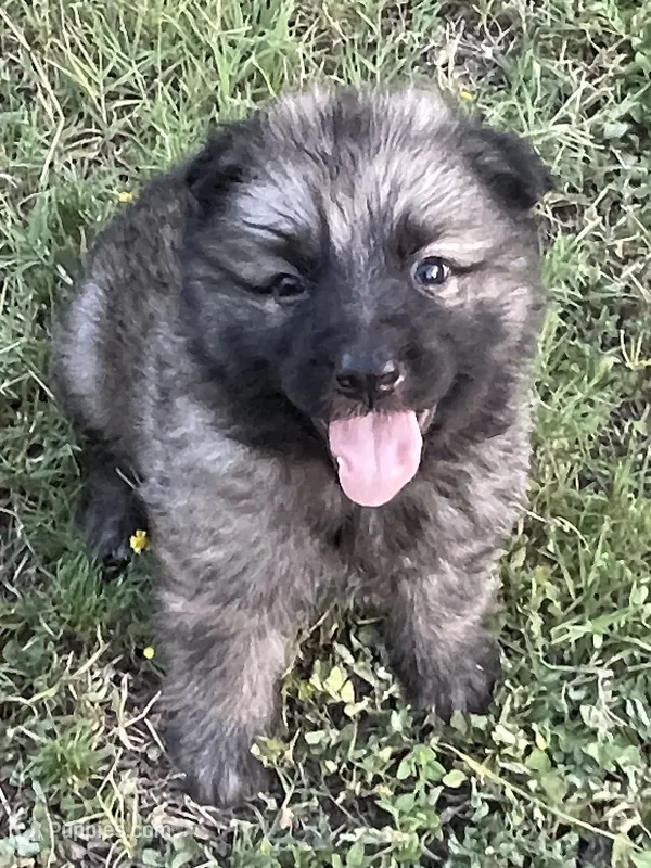 Red Collar Boy – German Shepherd Dog puppy for sale in Waco, TX