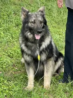 Cloud - White Girl , a female German Shepherd Dog for sale in Waco, TX – 6 of 6