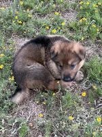 Cinnabear, a female German Shepherd Dog for sale in Waco, TX – 4 of 6