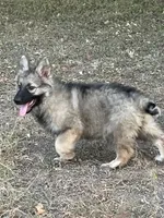 Starla, a female German Shepherd Dog for sale in Waco, TX – 2 of 6