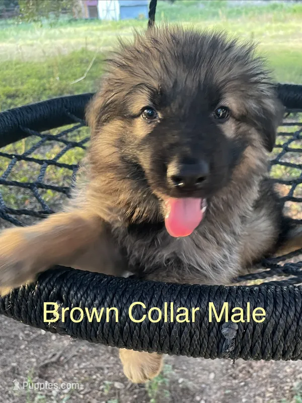 Brown Collar Boy  – German Shepherd Dog puppy for sale in Waco, TX