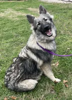 Starla, a female German Shepherd Dog for sale in Waco, TX – 5 of 6