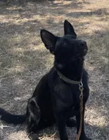 Etta, a female German Shepherd Dog for sale in Waco, TX – 3 of 4