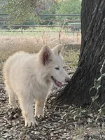 Cloud - White Girl , a female German Shepherd Dog for sale in Waco, TX – 2 of 7