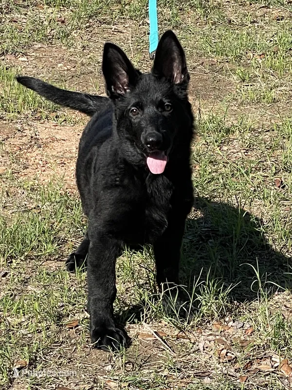 Signa  – German Shepherd Dog puppy for sale in Waco, TX
