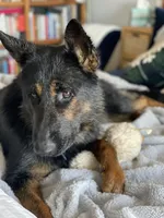 Orange Boy, a male German Shepherd Dog for sale in Waco, TX – Photo 6 of 6