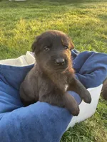 Orange Boy, a male German Shepherd Dog for sale in Waco, TX – Photo 2 of 6