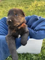Orange Boy, a male German Shepherd Dog for sale in Waco, TX – Photo 3 of 6