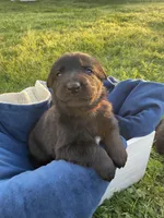Orange Boy, a male German Shepherd Dog for sale in Waco, TX – Photo 1 of 6