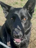 Orange Boy, a male German Shepherd Dog for sale in Waco, TX – Photo 5 of 6