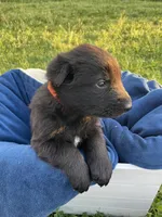Orange Boy, a male German Shepherd Dog for sale in Waco, TX – Photo 4 of 6