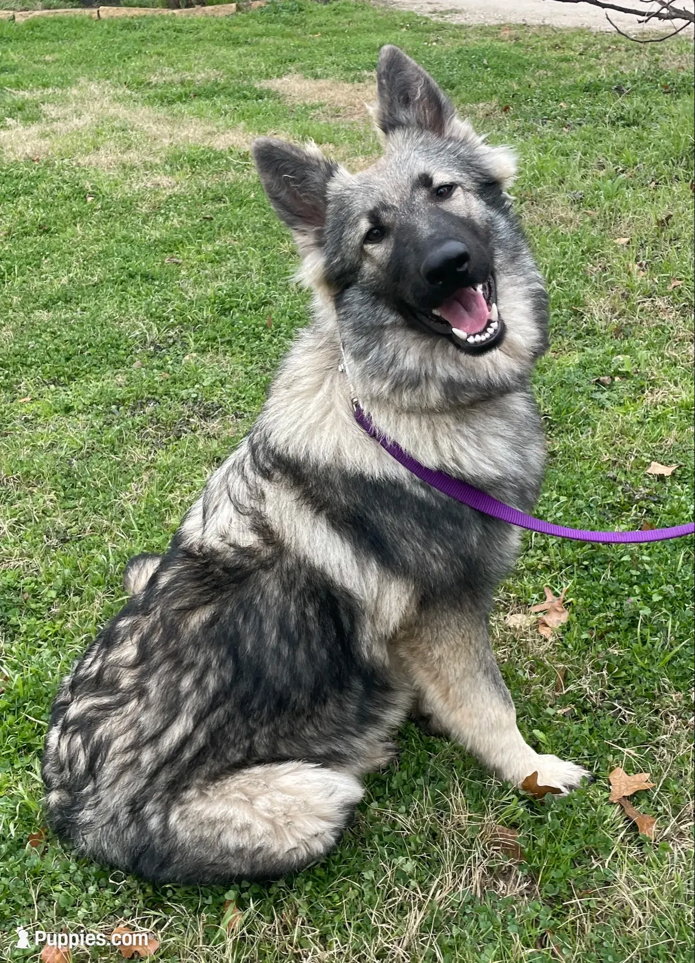 Twila, a female German Shepherd Dog for sale in Waco, TX – 6 of 6