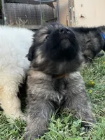 Brown Collar Boy , a male German Shepherd Dog for sale in Waco, TX – 4 of 6