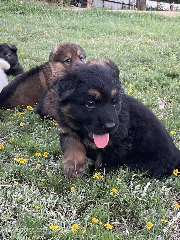 Caleigh – German Shepherd Dog puppy for sale in Waco, TX