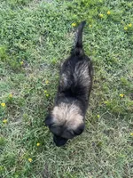 Green Collar Boy, a male German Shepherd Dog for sale in Waco, TX – 4 of 6