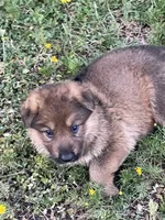Cinnabear, a female German Shepherd Dog for sale in Waco, TX – 3 of 6