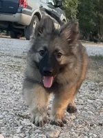 Starla, a female German Shepherd Dog for sale in Waco, TX – 4 of 6