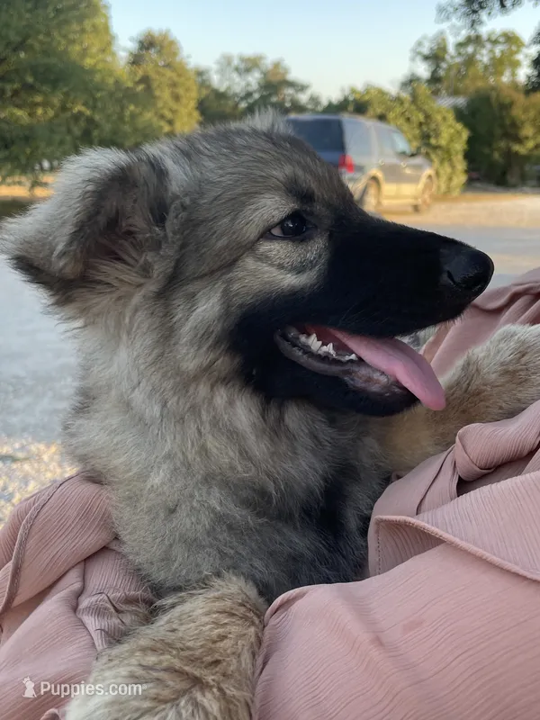 Twila – German Shepherd Dog puppy for sale in Waco, TX
