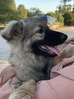Twila, a female German Shepherd Dog for sale in Waco, TX – 1 of 6