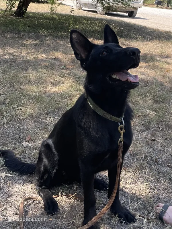 Etta – German Shepherd Dog puppy for sale in Waco, TX
