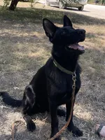 Etta, a female German Shepherd Dog for sale in Waco, TX – 1 of 4
