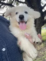 Cotton - White Boy, a male German Shepherd Dog for sale in Waco, TX – 1 of 6