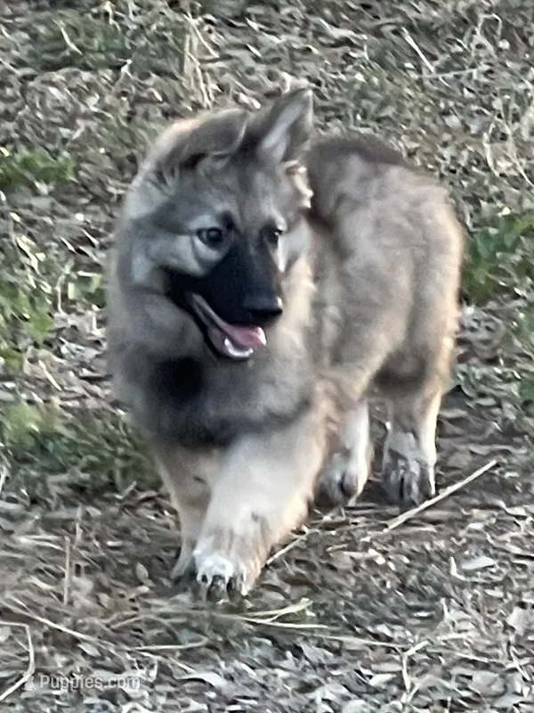 Starla – German Shepherd Dog puppy for sale in Waco, TX
