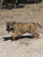 Cocoa- Sable Boy , a male German Shepherd Dog for sale in Waco, TX – 4 of 6
