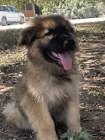 Cocoa- Sable Boy , a male German Shepherd Dog for sale in Waco, TX – 1 of 6