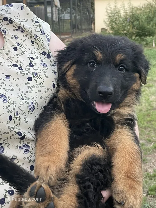 Caleigh – German Shepherd Dog puppy for sale in Waco, TX