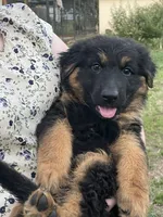 Caleigh, a female German Shepherd Dog for sale in Waco, TX – 1 of 6