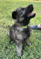 Green Collar Boy, a male German Shepherd Dog for sale in Waco, TX – 3 of 6