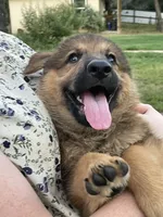Cinnabear, a female German Shepherd Dog for sale in Waco, TX – 1 of 6