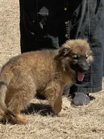 Cocoa- Sable Boy , a male German Shepherd Dog for sale in Waco, TX – 3 of 6