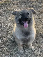 Twila, a female German Shepherd Dog for sale in Waco, TX – 2 of 6