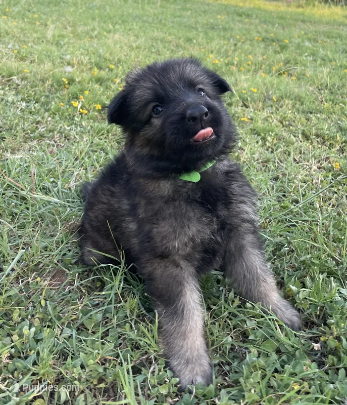 Green Collar Boy – German Shepherd Dog puppy for sale in Waco, TX