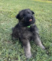 Green Collar Boy, a male German Shepherd Dog for sale in Waco, TX – 1 of 6