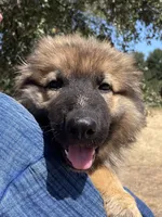 Cocoa- Sable Boy , a male German Shepherd Dog for sale in Waco, TX – 2 of 6