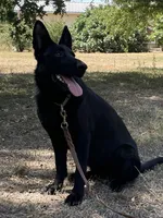Etta, a female German Shepherd Dog for sale in Waco, TX – 2 of 4