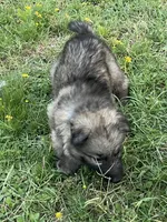 Light Blue Collar Boy, a male German Shepherd Dog for sale in Waco, TX – 3 of 7