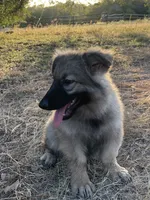 Twila, a female German Shepherd Dog for sale in Waco, TX – 3 of 6