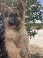 Fudgie , a female German Shepherd Dog for sale in Waco, TX – 2 of 3