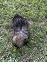 Purple Collar Girl , a female German Shepherd Dog for sale in Waco, TX – 4 of 6