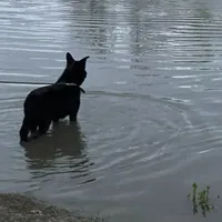 Echo-  Pink Girl, a female German Shepherd Dog for sale in Waco, TX – Photo 5 of 6