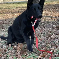 Echo-  Pink Girl, a female German Shepherd Dog for sale in Waco, TX – Photo 3 of 6