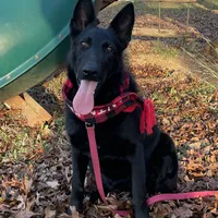 Echo-  Pink Girl, a female German Shepherd Dog for sale in Waco, TX – Photo 2 of 6